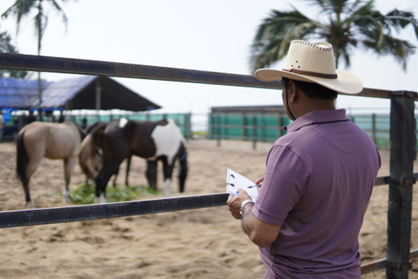 Corporate Leadership coaching and team building programs with horses