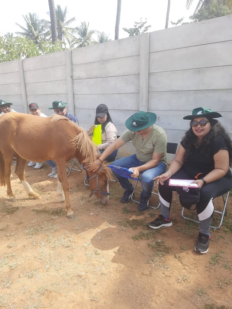 Corporate leadership coaching and team building program with horses 3