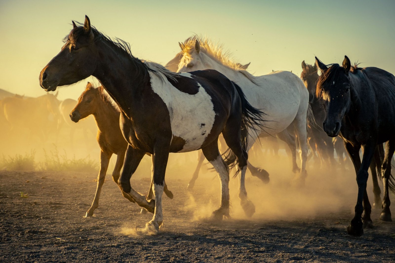 A lively herd of horses kicking up dust while galloping across a rural landscape at dusk.
